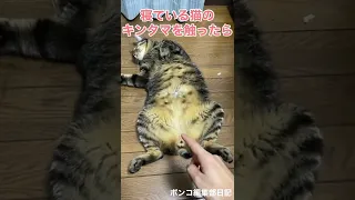 寝ている猫のキンタマを触ったら……#shorts