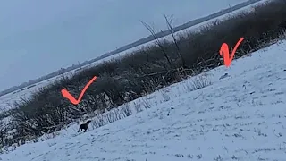 Охота на зайца с тазы. Охота с тазы. Аңшылық. Hare Hunting.