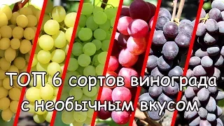 ТОП 6 сортов винограда с необычным вкусом