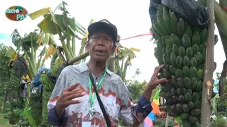 PAMERAN PISANG KEPOK TANJUNG-SOLOK SUMATERA BARAT DALAM ACARA PENAS XVI PADANG