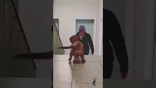 🐕Dog Dancing 🐾🎶Bamboleo🐶Bambolea🎶