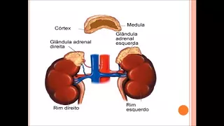 SLIDES: ANATOMIA E FISIOLOGIA HUMANA II (PPTX.)