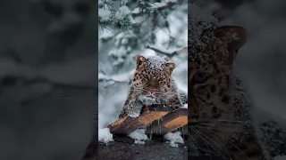 Дальневосточный леопард грустит