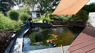 Modern Koi Blog #4018 - Ein 15.000 Liter Teich mit gewaltigen Vergesellschaftungsproblemen