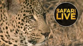 safariLIVE  - Sunrise Safari - July 25, 2018