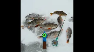 Хороший попал ! Зимняя рыбалка / fishing