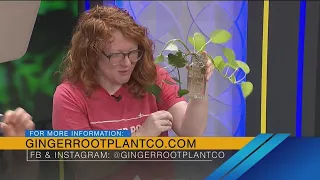 Propagating plants with Ginger Root Plant Co. - 5/22/24