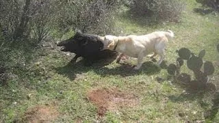 охота на кабана с собакой, boar hunting with a dog