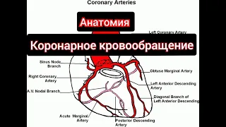 коронарное кровообращение, круги кровообрашение,анатомия сердца изранов, строение сердца анатомия,