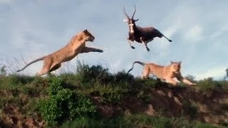 Leaping Lion Catches Antelope In Mid-Air Attack