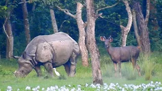 Rhinos meetings | Rhino Wallowing in mud river | Wild Rhinoceros