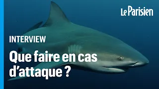 Attaque de requin : ces gestes qui peuvent « sauver votre peau »