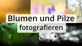 TIPPS zur FOTOGRAFIE von BLUMEN und PILZEN