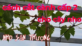 Cách tạo cành cấp 2 cho cây nho, chăm sóc cây nho trong chậu ( thùng xốp)