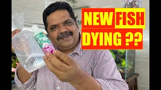 How to Make your Fish Stay Calm | Fish Dying too Soon in Aquarium | Mayur Dev Aquascaper