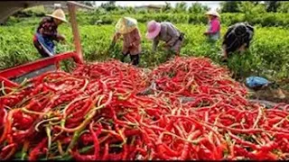 WOW! Amazing Agriculture Technology/ Sweet & Chili Peppers / Agriculture Technology