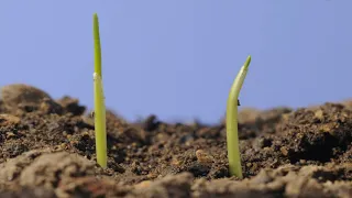 Wheat seed germinating underground and seedling growth above ground time lapse
