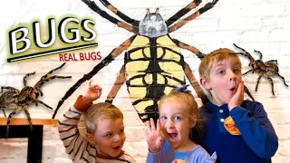 REAL BUGS!! SPIDERS, Cockroaches, STICK BUGS, Scorpion & MORE FOR KIDS at the Idlewild Insectarium!!