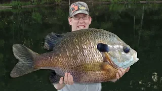 50 lb bluegill fishing challenge!! Catching 50 lbs of bluegill with best bluegill bait