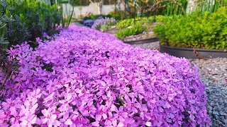 Мій сад 5 травня🌸Цвітуть флокси, яблуні🍅Помідори живі🥬Капусту врятували