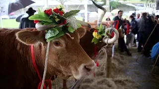 Cerca de 50 exemplares estiveram em exposição em Arcos de Valdevez | Altominho TV