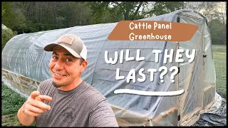 DIY Cattle Panel Greenhouse 1 Year Review | Are They Worth It?