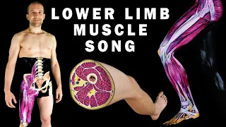 LOWER LIMB MUSCLES SONG (Part 1/2)