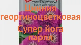 Цинния георгиноцветковая Георгиноцветковая Супер йога парпл 🌿 обзор: как сажать, семена циннии