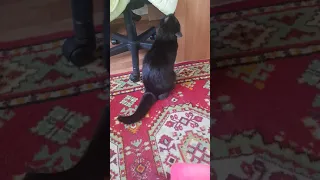 Кот мурчит и трётся просит паштет🐱