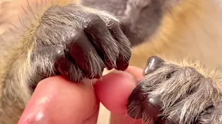 ASMR monkey Primal Stimulation Grooming Manicure