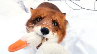 Лис Альф резвится на морозе