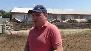 Опыт фермера Евгения Андриенко по разведению свиней порды Венгерская мангалица