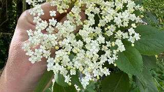 Fermented Elderflower and Apple Soda