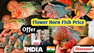 Flower horn fish price | Flower horn farm / Types of flower horn | Flower horn breeding