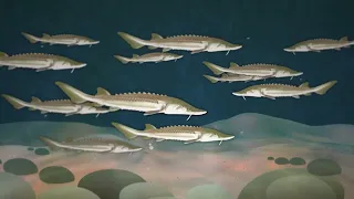 Sturgeon Lifecycle Animation