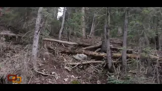 Footage of another reported Bigfoot sighting in Utah released