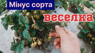 Мінус сорта полуниці Веселка/Посадка полуниці без капельного поливу/Сорта полуниці/Полуниця