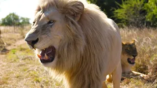 Walking With White Lions | The Lion Whisperer