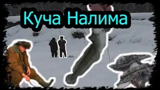 Зимняя рыбалка на Налима " Тычки, Поставки" р. Иня  Куча налима))