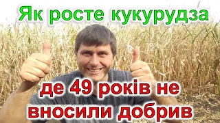 Ця кукурудза росте без добрив 49 років!