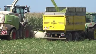 Siláž kukuřice 2021  Claas Jaguar 940 Služby Chrást ( Agro Ořechov)