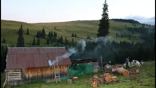 Stâna leșenilor de sub vârful Gârgălău 2159m, munții RODNEI | Câinii au lătrat toată noaptea pe LUPI