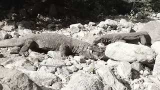 (full chronology) how the Komodo dragon swallows until it is finished