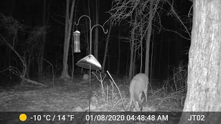 doe eating from the hole she dug earlier