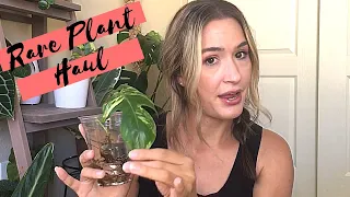 Collective Rare Plant Haul | Philodendron Edition