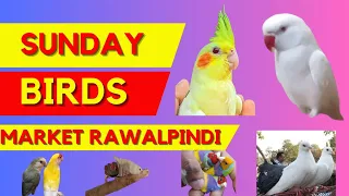 Rawalpindi Birds Market 2023 | Explored Sunday Bird Market