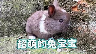 From bare to hairy  this rabbit is really rare and cute! The world a dream]