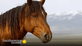 A Male Stallion Fights to Keep His Harem for Himself 🐴 America’s Wild Seasons | Smithsonian Channel