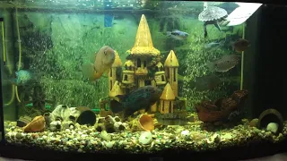 Мой  аквариум 200 литров - цихлидник
