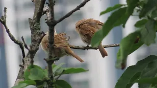 참새 /나의하루는기적입니다노래로김옥춘글뺏기집단괴롭힘금지.김옥춘죽은후에도금지.언더우드의기도해바라기연가고마운당신좋은글중에서모출마선언문인생이란가만히스스로를안아책